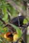 ESTORNINO PINTO (Sturnus vulgaris ) Rfe .JDB_2920_1874